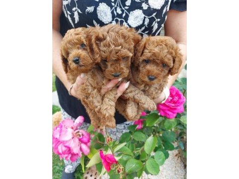 Toy poodle minik yavrular