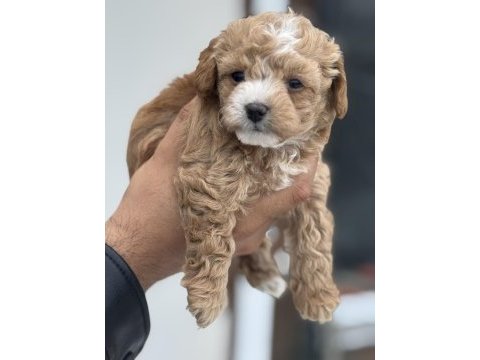 Petmode köpek çiftliğinden kore maltipoo 