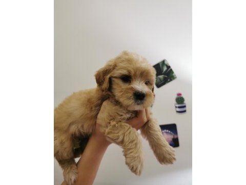 Orijinal maltipoo yavrular randevu alarak bakabilirsiniz