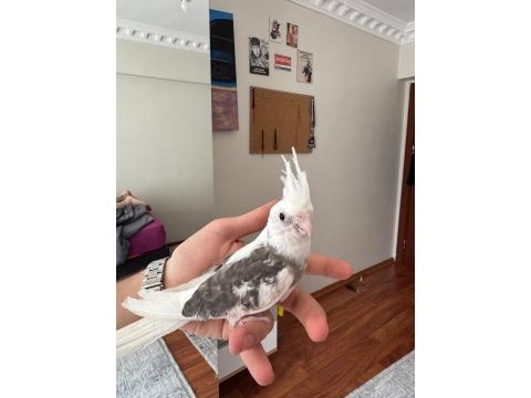 2 aylık fw sultan papağanı