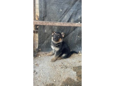 Alman kurdu yavru köpeklerimiz