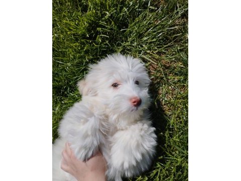 Acil uygun maltese terrier