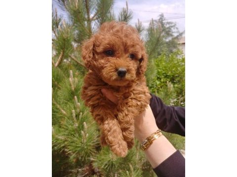 Super kalite poodle bebisler