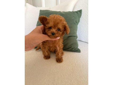 Orjinal toy poodle yavrumuz maya