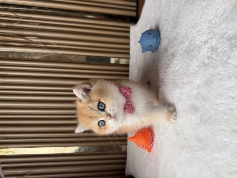 British shorthair golden