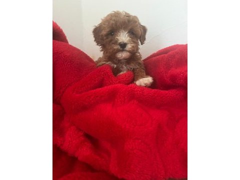 Maltipoo bebeklerimiz sahiplendirilecek
