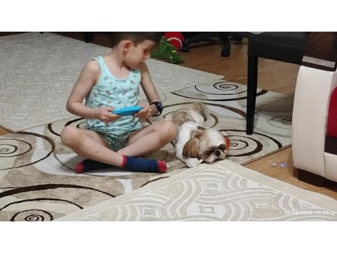 Yurt dışına taşınacağımdan acil shih tzu