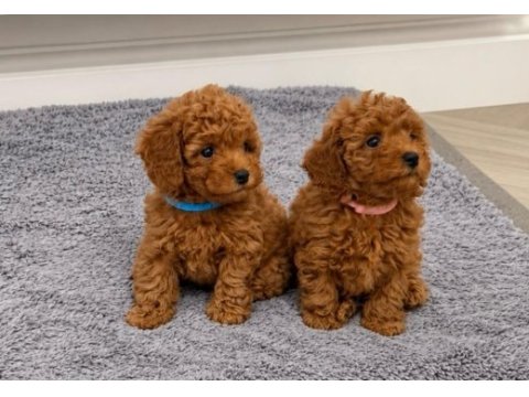 Yuvasını bekleyen safkan toy poodle bebekleri 
