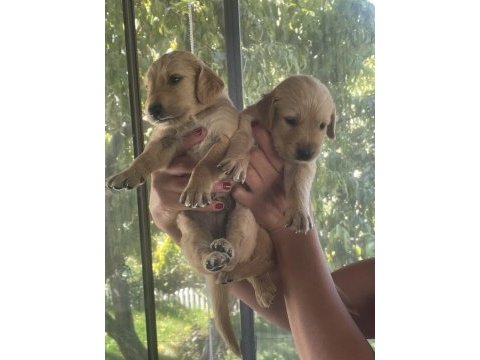 Safkan küt burun iri pati golden retriever yavrularımız