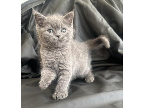 50 günlük dişi british shorthair