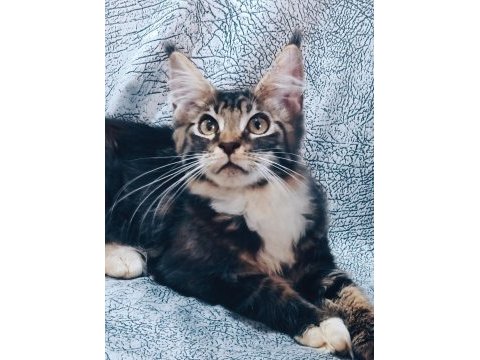 Maine coon yavrular full şecereli