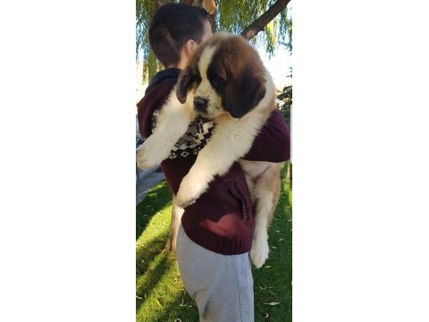 Dev st bernard miniklerimiz