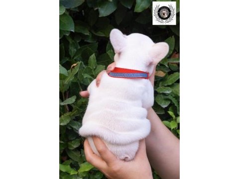 Harika fransız bulldog yavrular sizleri bekliyor