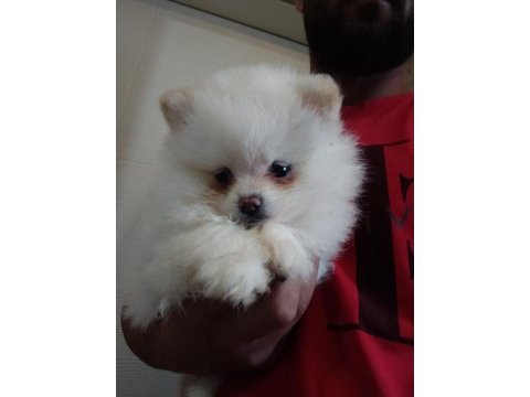 Pomeranian boo yavrular antalya