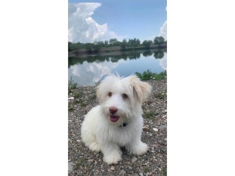 Acil uygun maltese terrier deneyimliler yazsın