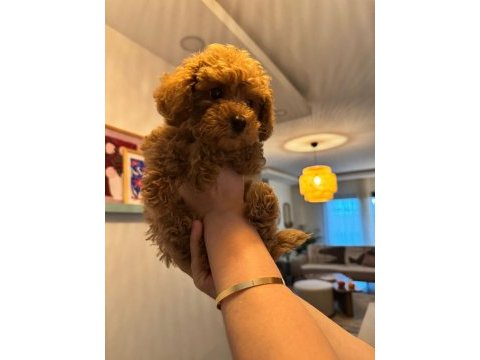 4 aylık dişi poodle