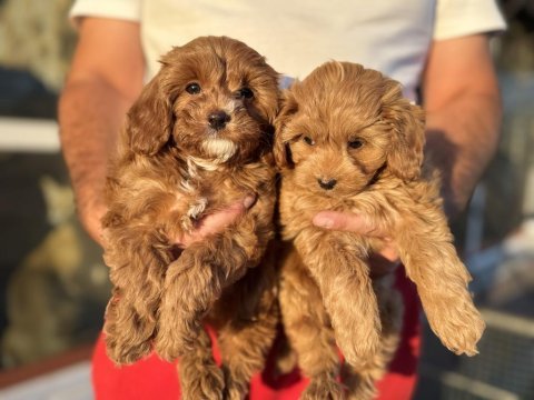Petmode köpek çiftliğinde ziyarete açık kore maltipoo