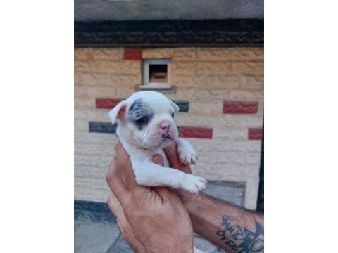 Bir şey anlatmaya gerek yok french bulldog yavrular ortada