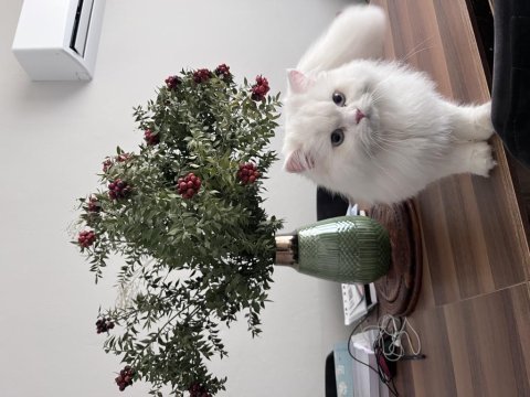 İş dolayısıyla sahiplendiriyorım british longhair