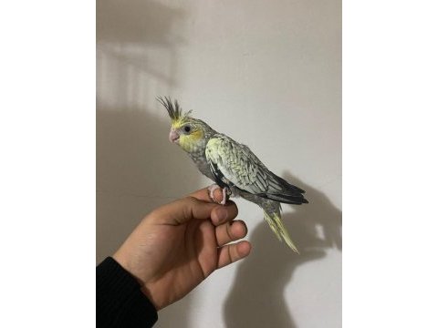 Evcil sultan papağanları yeme düştü
