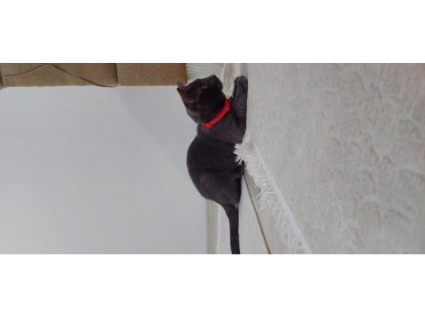 Kakule'ye ailesini arıyoruz british shorthair