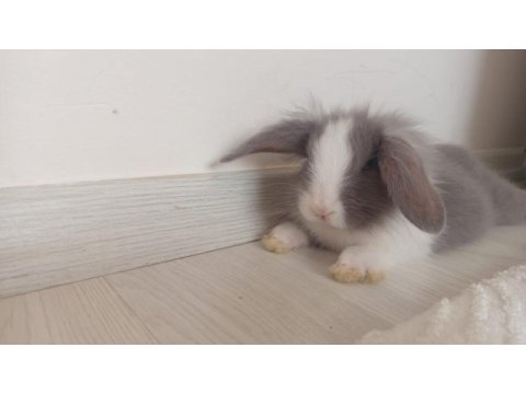Hollanda lop tavşanımız