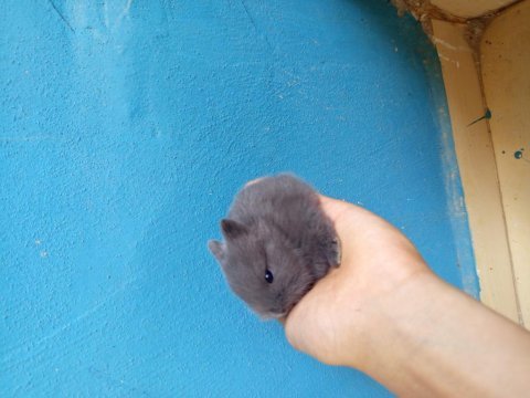 Safkan hollanda cüce tavşan yavruları blue