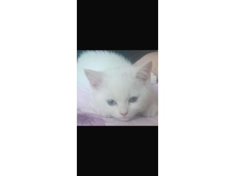British shorthair incimize yeni aile arıyoruz