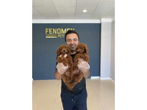 Toy poodle yavrular her ile aynı gün gönderilir