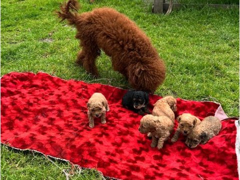 Toy poodle yavrular