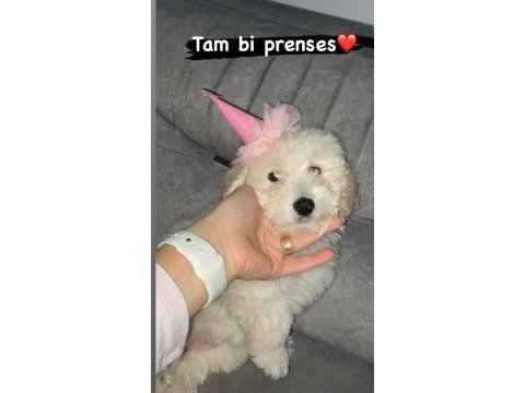 Yeni bir aile maltipoo