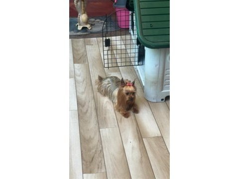 Sevgi dolu akıllı bir kız yorkshire terrier