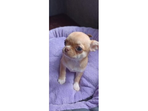 Chihuahua (şivava) yavrular