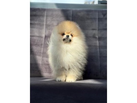 Safkan pomeranian boo