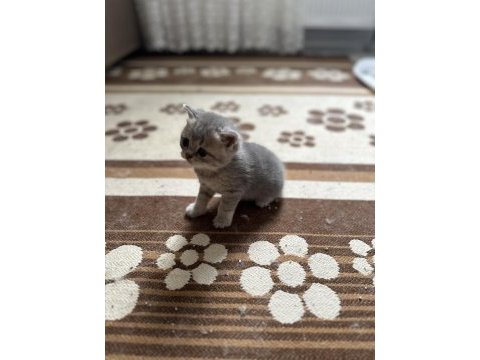 Aciliyetten dolayı ilanda british shorthair