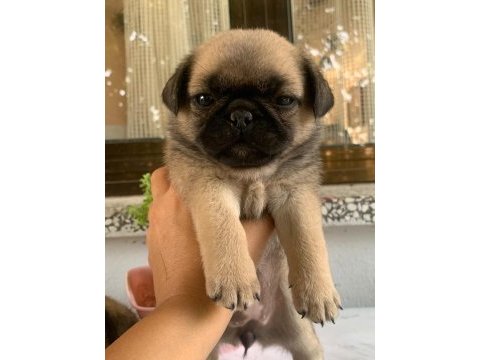 Hamburger pug mops yavruları
