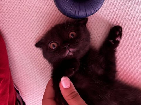 Oyuncu scottish fold kızım
