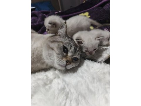 1 buçuk yaşında erkek british shorthair