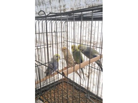 Eşe hazır rainbow muhabbet kuşlar