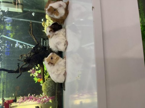 Ginepig yavruları citypetshop