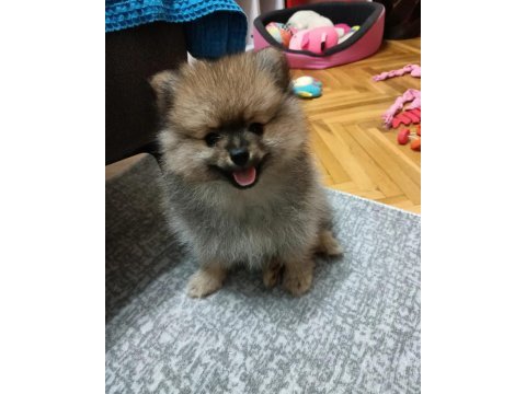 Miniş pomeranian erkekler