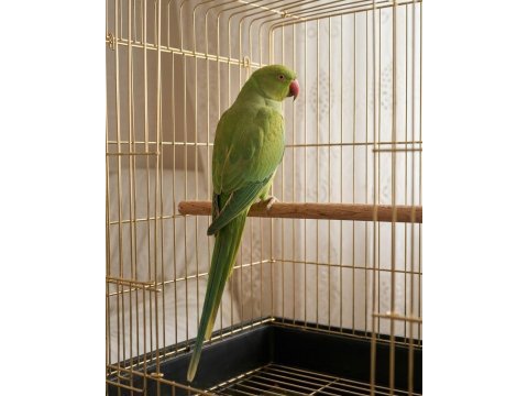 Bebek pakistan papağanı 4 aylık
