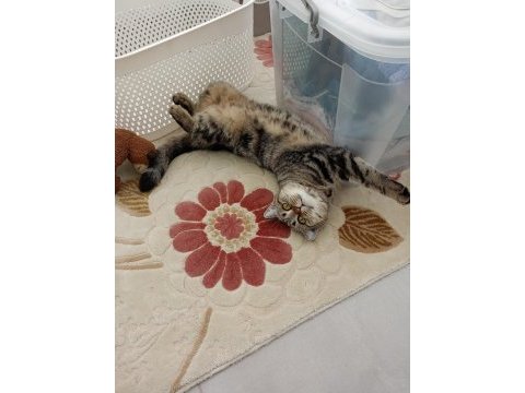 Kucak delisi british shorthair