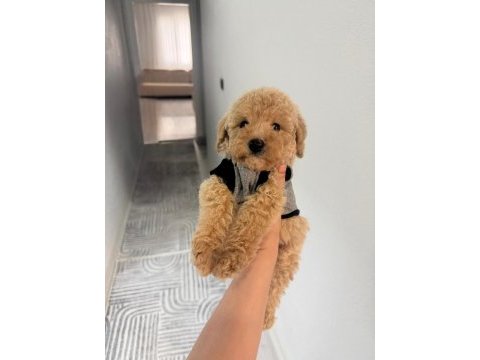 Kore maltipoo sahiplendirmek istiyoruz iyi bir aileye