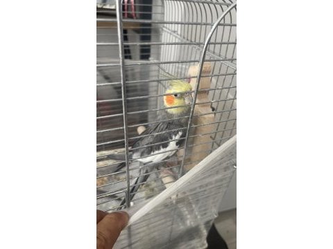 Yakışıklı erkek sultanımızı sahiplendirmek istiyoruz