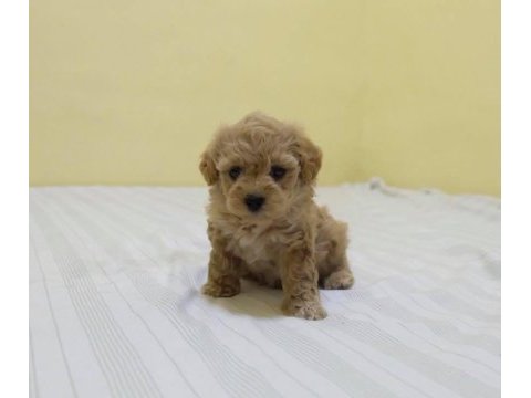 Irk garantili maltipoo yavruları