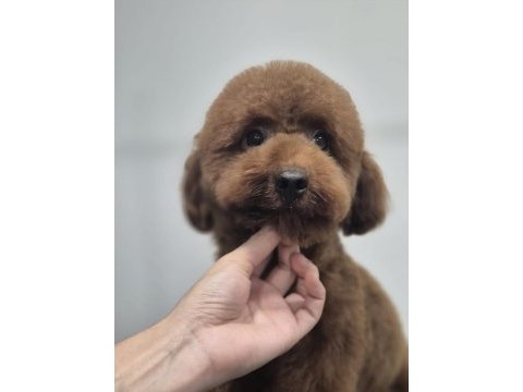 Toy poodle 10 aylık erkek