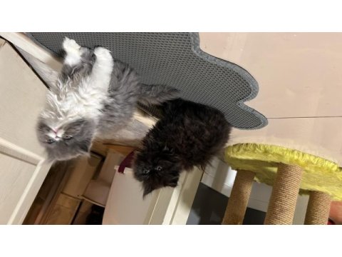 Exotic shorthair kedilerime yuva arıyorum
