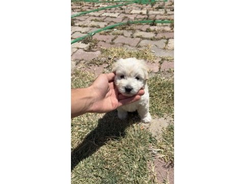 0 numara maltese terrier kızımız