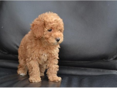 Sevimli toy poodle bebekler